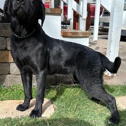 Paris - Labrador Retriever