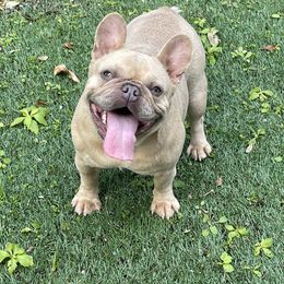 Beanie - French Bulldog