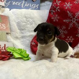 Border Collie and Jack Russell Terrier Puppies from CP FARMS BORDER COLLIES N JACKS CORP