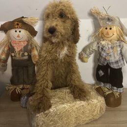 Gray Collar - Red  male Poodle puppy in Murrayville, Georgia from Spoiled Rotten Kennels