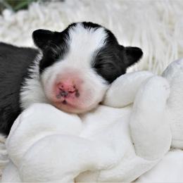 Border Collie Puppies from Team Reeves Ranch