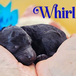 Whirl - Black male Poodle puppy in Springfield, Oregon from Valaurah Farms