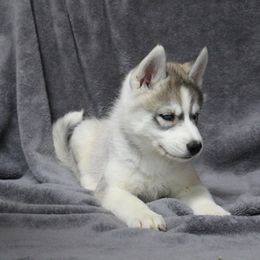 Siberian Husky Puppies from T and T Kennels