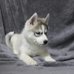 Siberian Husky Puppies from T and T Kennels