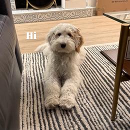 Bernedoodle, Goldendoodle, and Sheepadoodle Puppies from High Desert Doodles