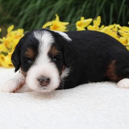 Leo - Tri-color male Bernedoodle puppy in Perrysville, Ohio from Pleasant Valley Bernedoodles