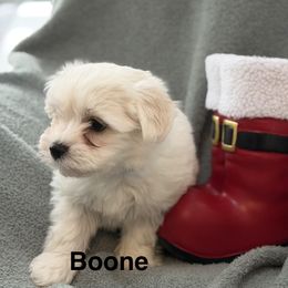 Boone - White male Coton de Tulear puppy in Ludington, Michigan from Cotten's Sunset Kennels