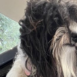 Havanese from Highland Hills Havanse