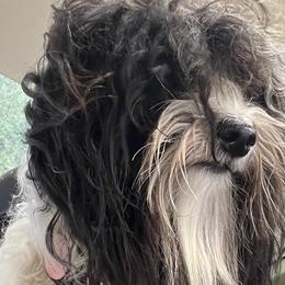 Havanese from Highland Hills Havanse