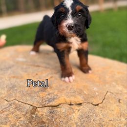 Bernedoodle Puppies from Sweet Pea Bernedoodles