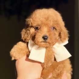Poodle Puppies from Fidell Cuevas