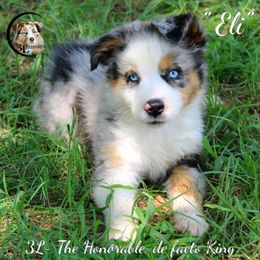 Aussiedoodle, Australian Shepherd, Miniature Australian Shepherd, and Toy Australian Shepherd Puppies from 3Laussies