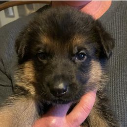 German Shepherd Puppies from Darkwing GSD