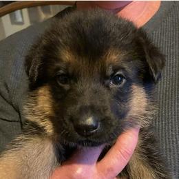 German Shepherd Puppies from Darkwing GSD