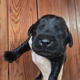 Black Male 2 - Black male Labrador Retriever puppy in Andrews, South Carolina from Leyland Cypress Retrievers