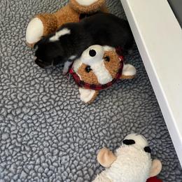 Tri boy - Black and tan male Pembroke Welsh Corgi puppy in Gaston, Oregon from Timberside