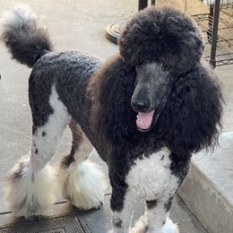 Poodles from Carla Baroni