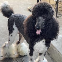Poodles from Carla Baroni