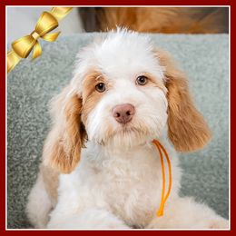 Reece - Red male Cockapoo puppy in Connersville, Indiana from Deaz Doodle Ranch