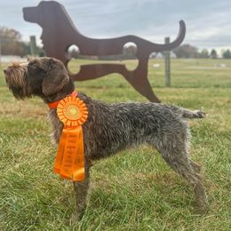 German Wirehaired Pointers from Cypress Ridge GWP