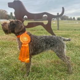 German Wirehaired Pointers from Cypress Ridge GWP