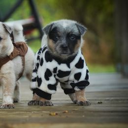 Australian Cattle Dog and Collie Puppies from Blackberry Hills