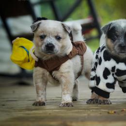 Australian Cattle Dog and Collie Puppies from Blackberry Hills