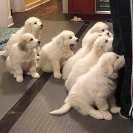 Great Pyrenees from Wyndhamhill Great Pyrenees