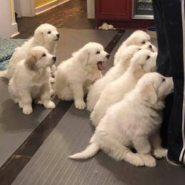 Great Pyrenees from Wyndhamhill Great Pyrenees