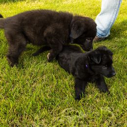 Boy 4 - German Shepherd puppy from AKC Black German Shepherds