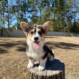 Star - Black and tan female American Corgi puppy in Florida from Sunrise Corgis