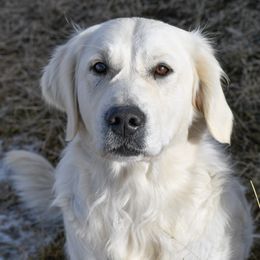 Pixie - Golden Retriever