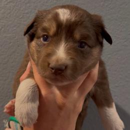 Posey - Red tri female Miniature Australian Shepherd puppy in North Lakeport, California from Wild Rose Ranch