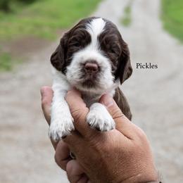 Pickles - Liver white and roan male English Springer Spaniel puppy in Manchester, Kentucky from Appalachian Kennels