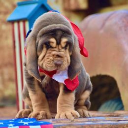 American Bully and Bloodhound Puppies from Blue Collar Kennelz Bloodhounds and American Bullies
