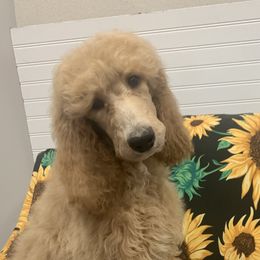 Kansas - Red  Poodle puppy in Greensboro, North Carolina from Joyful Poodles