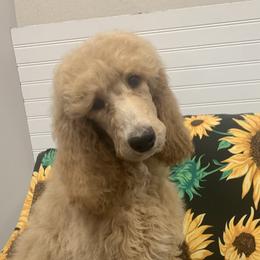Kansas - Red  Poodle puppy in Greensboro, North Carolina from Joyful Poodles
