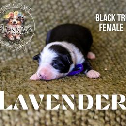 Lavender - Black tri female Miniature American Shepherd puppy in Ferndale, California from Lost Coast Aussies