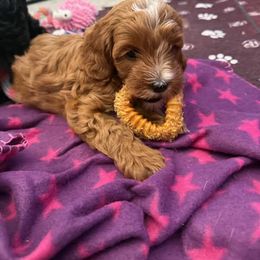Cavapoo Puppies from AZ Cavapoos