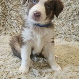 Girl 3 - female Australian Shepherd puppy in Vona, Colorado from Dyna Aussies