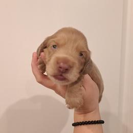 4500.. Isabella based cream - Cream female Dachshund puppy in Winter Haven, Florida from Gateway 2 Little Paws