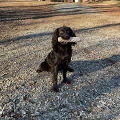 Heath - Boykin Spaniel