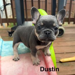 Dustin - Blue male French Bulldog puppy in Seneca, South Carolina from Keowee Kennels