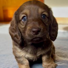 Alice - Red female Dachshund puppy in Groveport, Ohio from Brobst Farm