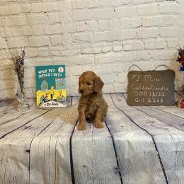 Goldendoodle and Poodle Puppies from Partridge Doodles and Poodles