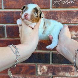 Adam - Chocolate merle male Bernedoodle puppy in Owasso, Oklahoma from Kallams Bernedoodles & Bernese Mountain Dogs