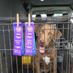 Swagger - Chesapeake Bay Retriever