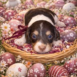 Atlas - Piebald male Dachshund puppy in Lexington, Oklahoma from BooneDox Miniature Dachshunds