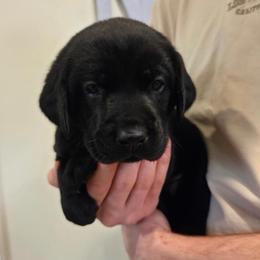 4th Girl - Black female Labrador Retriever puppy in Decatur, Indiana from Sporting Ridge K9’s