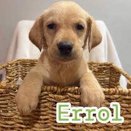 Errol - Yellow male Labrador Retriever puppy in Lucasville, Ohio from Backwoods Labradors